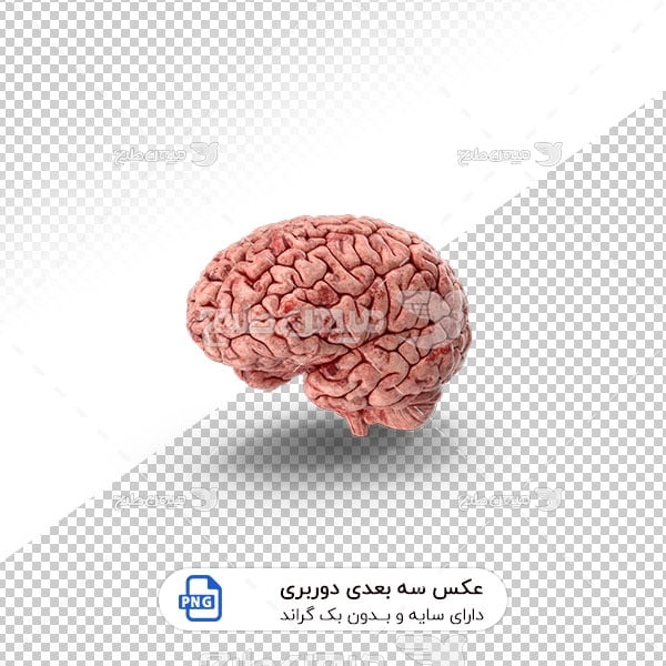 عکس برش خورده سه بعدی مغز انسان