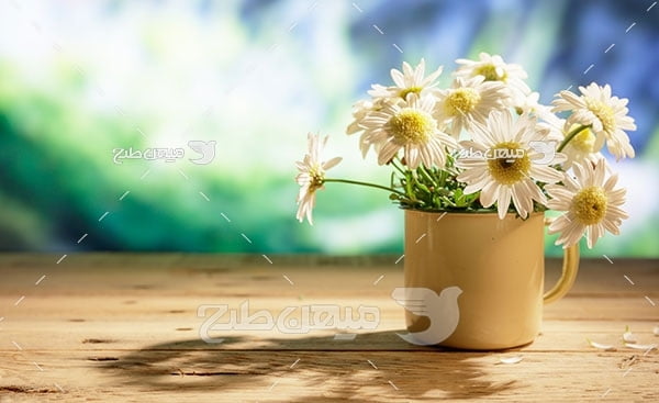عکس گل سفید در گلدان لیوانی