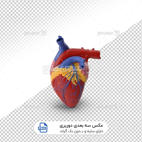 عکس برش خورده سه بعدی قلب