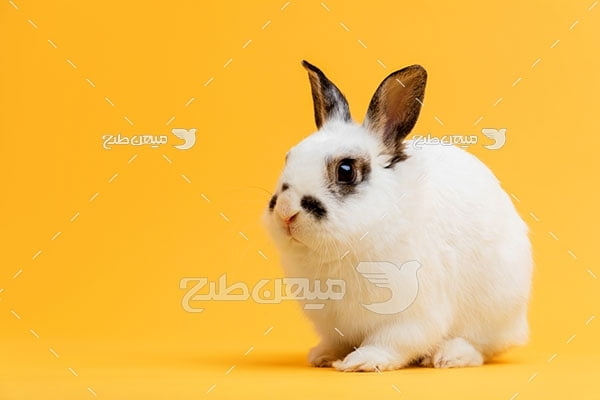 عکس تبلیغاتی خرگوش
