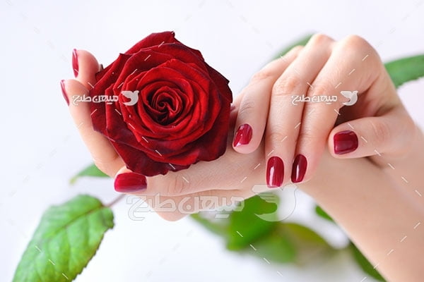 عکس گل رز قرمز قشنگ