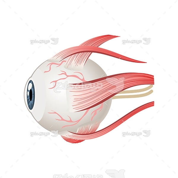 وکتور چشم