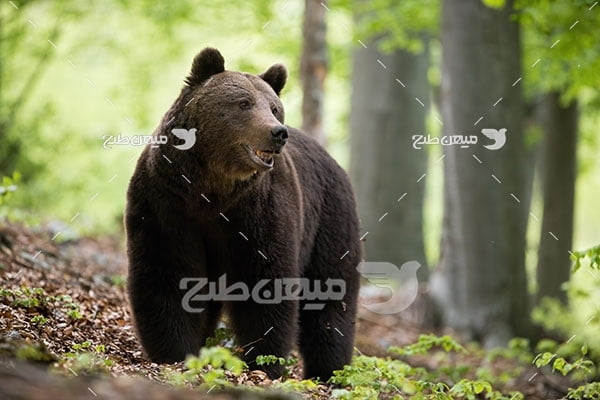 عکس تبلیغاتی خرس سیاه