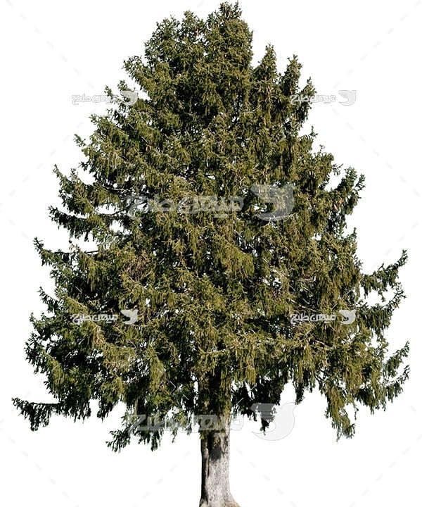 عکس تبلیغاتی کاج پر شاخه برگ