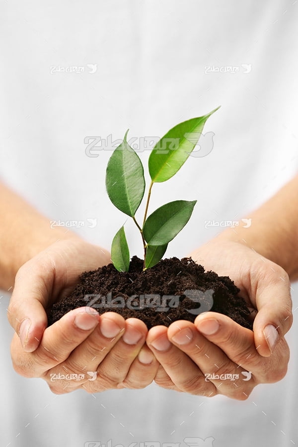 خاک،گیاه،دست،اسنان