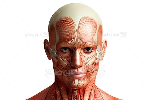 عکس آناتومی ماهیچه صورت انسان