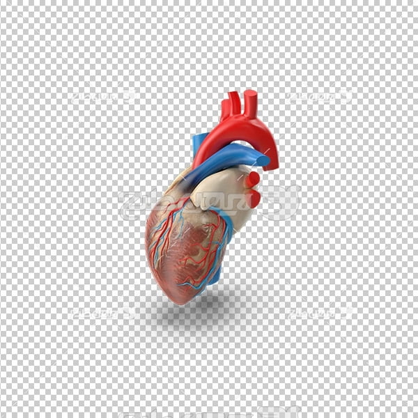 تصویر دوربری سه بعدی قلب انسان