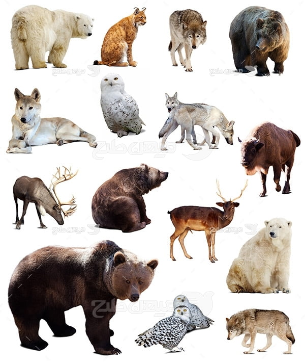 عکس حیوانات