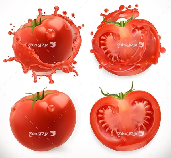 طرح وکتور گرافیکی گوجه فرنگی