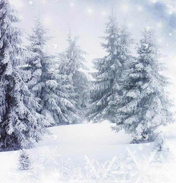 تصویر منظره برفی و برف و درخت کاج