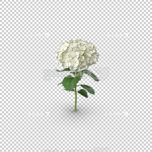 تصویر سه بعدی دوربری شاخه گل