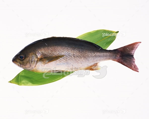 عکس ماهی