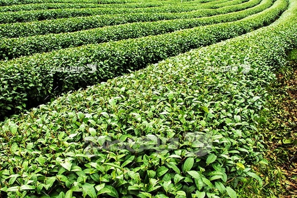 عکس مزرعه کشت چایی