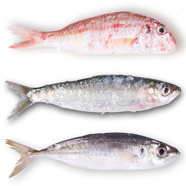 عکس ماهی،گوشت ماهی 