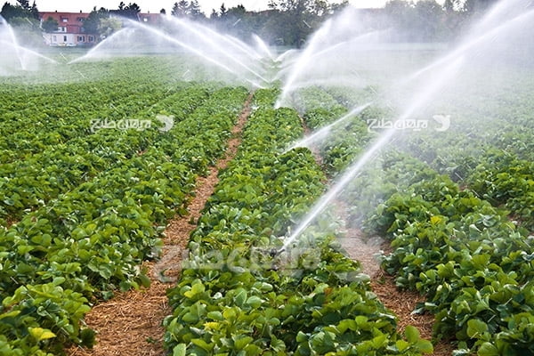 عکس کشاورزی آب یاری