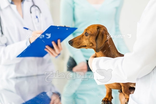 عکس دامپزشکی و درمان حیوان