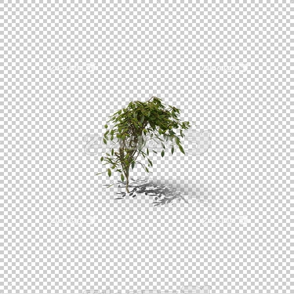 تصویر سه بعدی دوربری شاخه سبز
