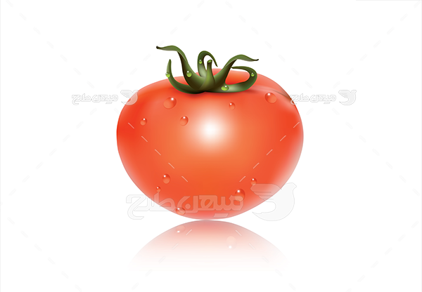 ﻿وکتور گوجه فرنگی