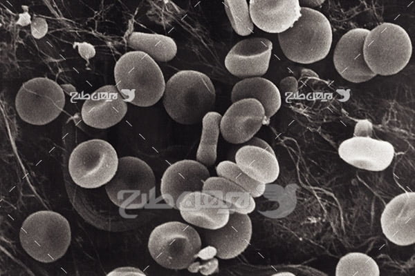 عکس گولبول های خون