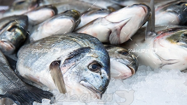 ماهی،گوشت ماهی,صیدماهی