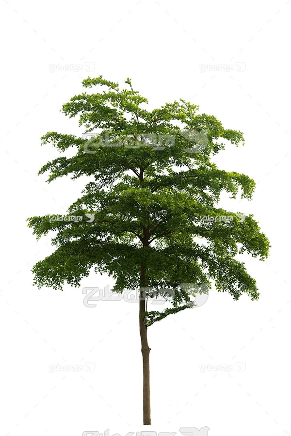 درخت