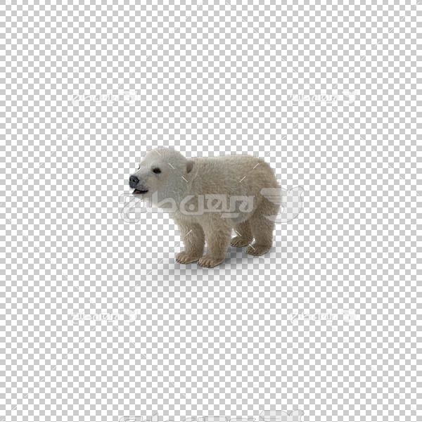 تصویر سه بعدی دوربری خرس سفید قطبی
