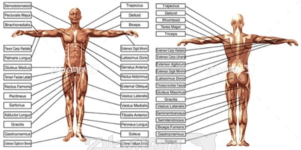 وکتور مشخصات بدن انسان