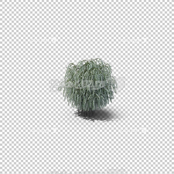 تصویر سه بعدی دوربری درخت