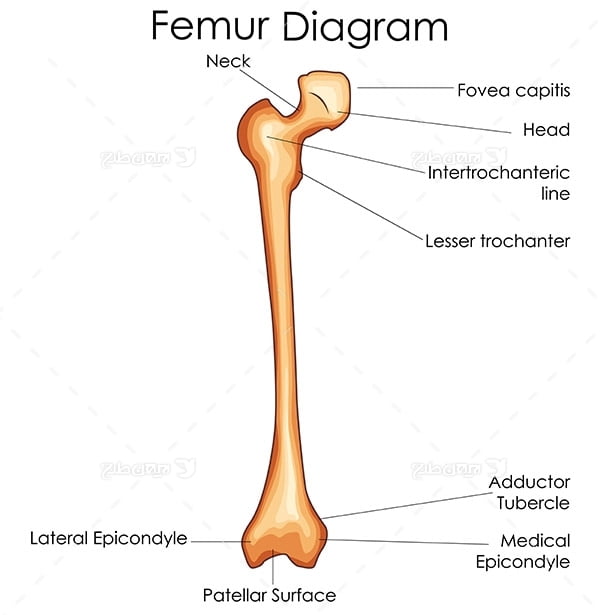 طرح وکتور با موضوع پزشکی - استخوان ران