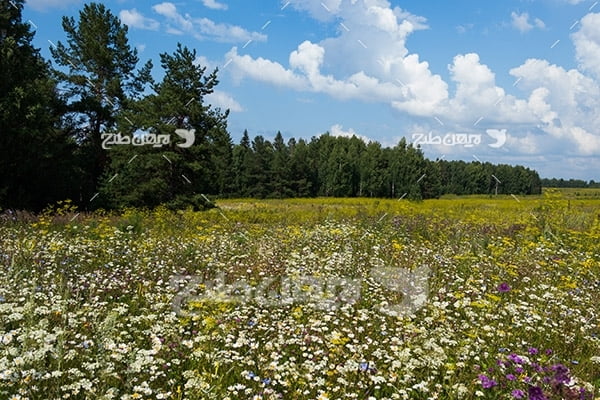 عکس منظره گل و گیاه