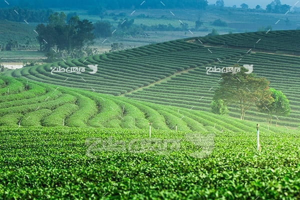 عکس مزرعه کشت چایی