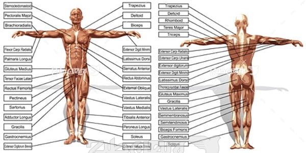 وکتور مشخصات بدن انسان