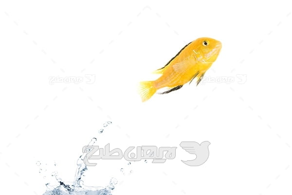 ماهی,ماهی گلی زرد