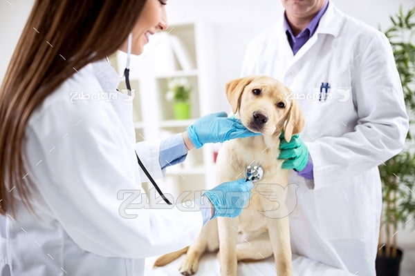 عکس دامپزشکی و درمان حیوان