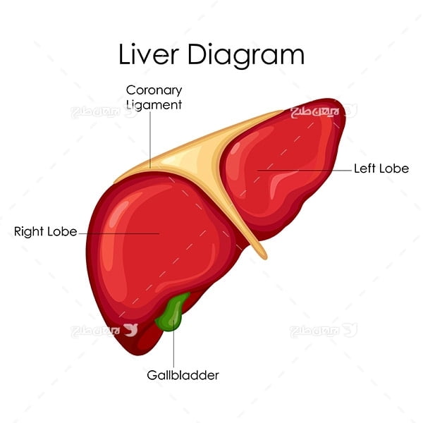 طرح وکتور با موضوع پزشکی - کبد