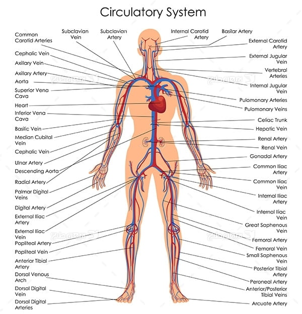 طرح وکتور با موضوع پزشکی - سیستم گردش خون
