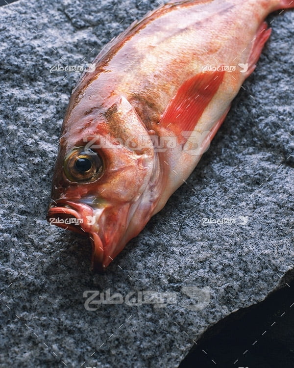عکس ماهی