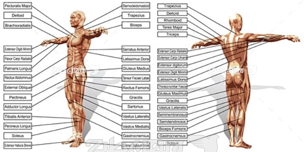 وکتور مشخصات بدن انسان