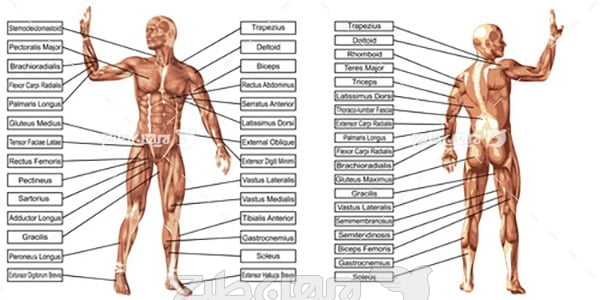 وکتور مشخصات بدن انسان