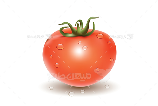 وکتور گوجه فرنگی