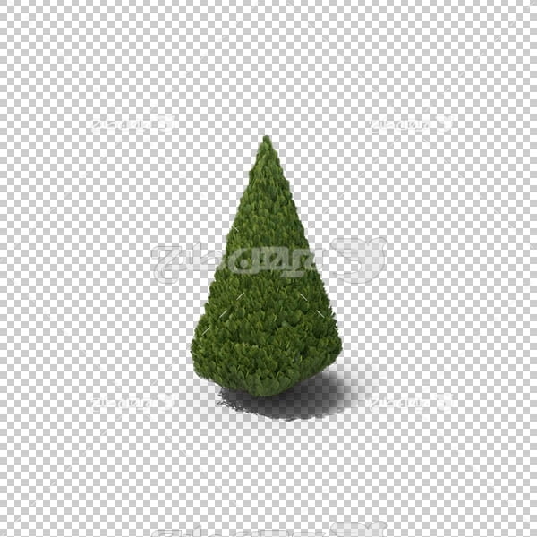 تصویر سه بعدی دوربری درخت سرو