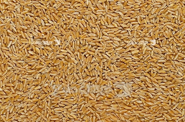 عکس دانه های برنج