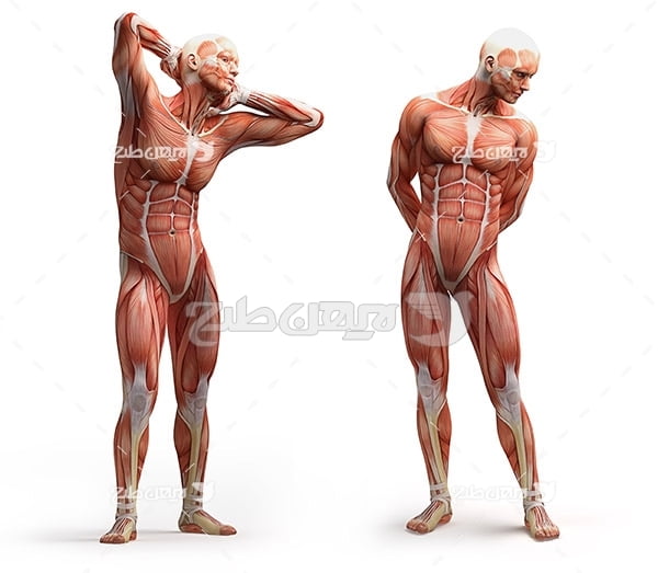 عضلات بدن انسان