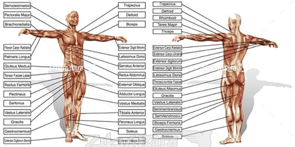 وکتور مشخصات بدن انسان