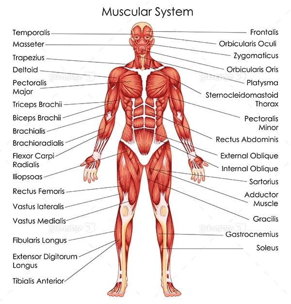طرح وکتور با موضوع پزشکی - سیستم عضلانی