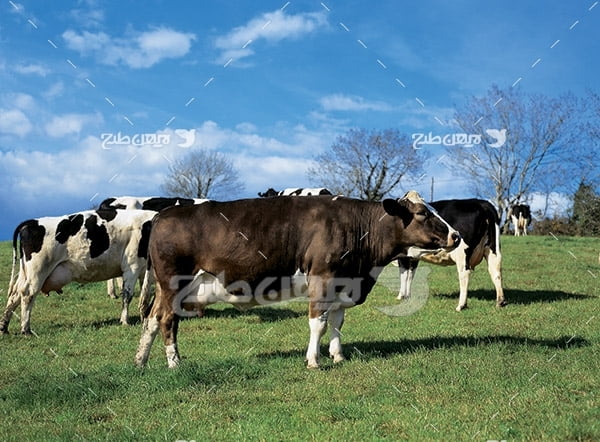 عکس گاو و دامپروری