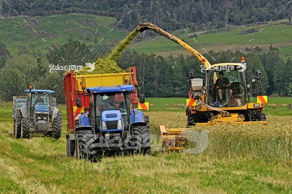 عکس مزرعه کشت چایی