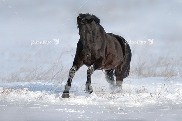 تصویر اسب مشکی و برف