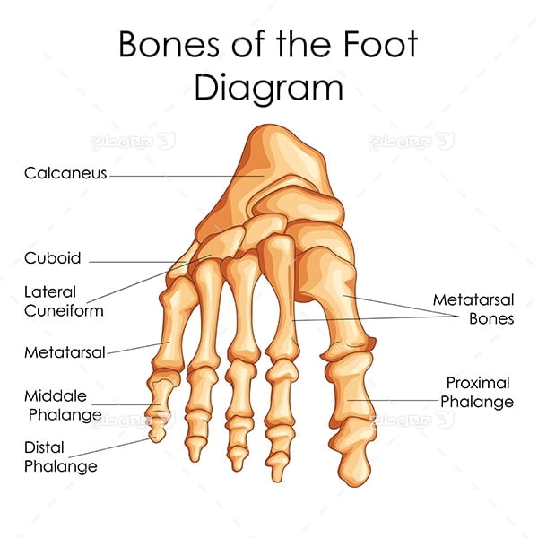 طرح وکتور با موضوع پزشکی - استخوان پا