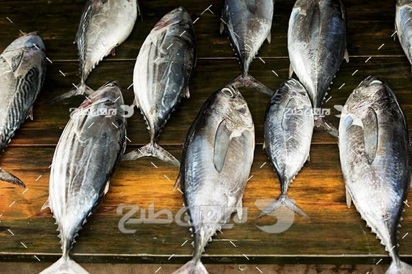  ماهی،گوشت ماهی,صید ماهی,ماهی دریا,غذای ماهی